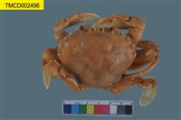 藏品(細點圓趾蟹)的圖片